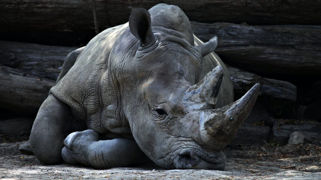 Is The White Rhino Extinct