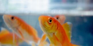 What is the scientific name of goldfish