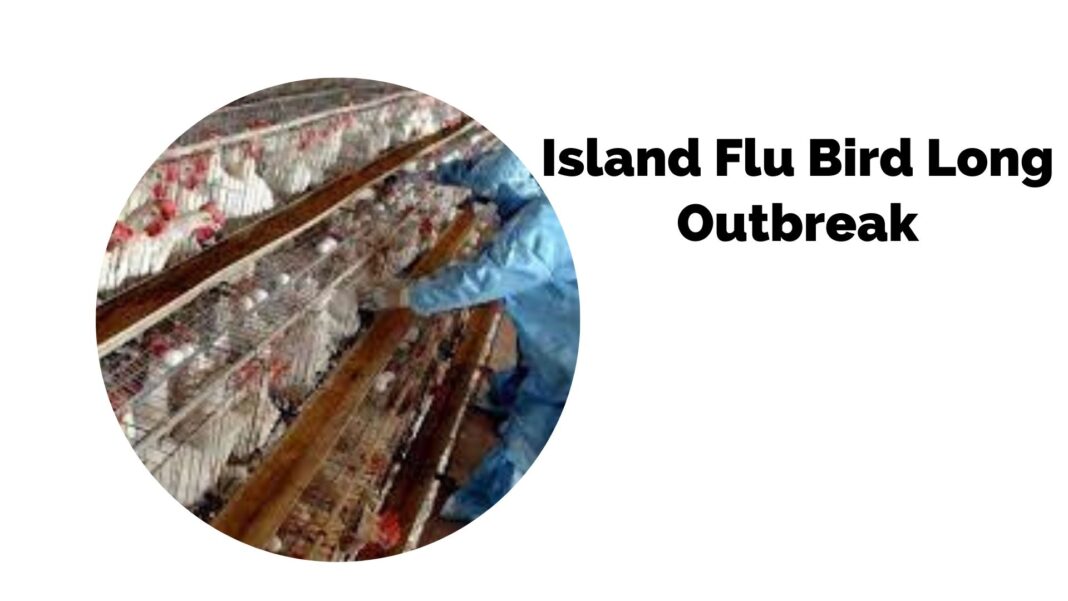 Island Flu Bird Long Outbreak