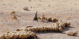 How-Many-Sheep-Did-Moses-Have