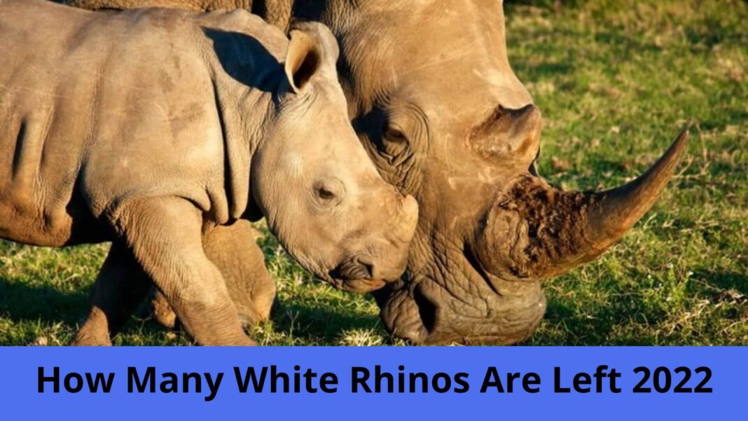 How Many White Rhinos Are Left 2022