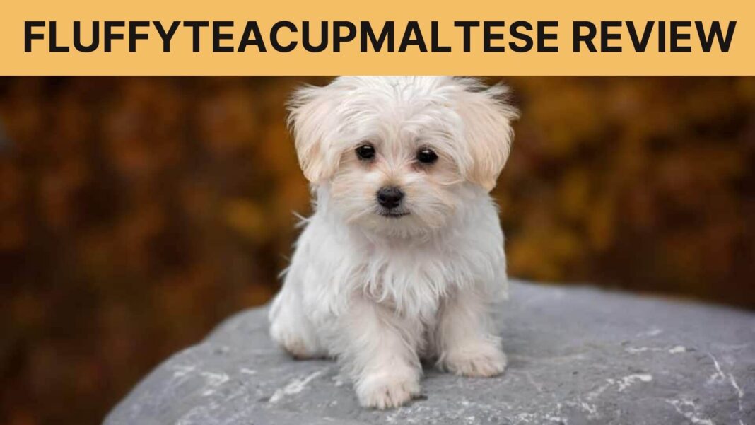 Fluffyteacupmaltese Review